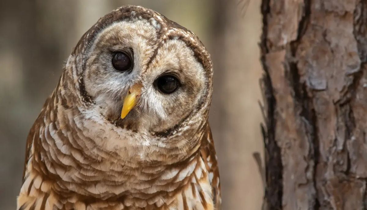 Why is US government planning to kill 500,000 owls?