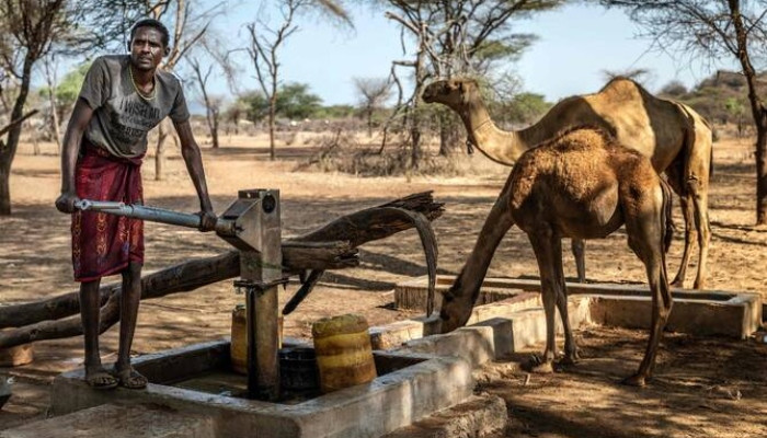 Drought-hit Kenya shifts herds from cattle to camels