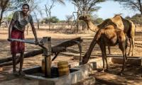 Drought-hit Kenya shifts herds from cattle to camels