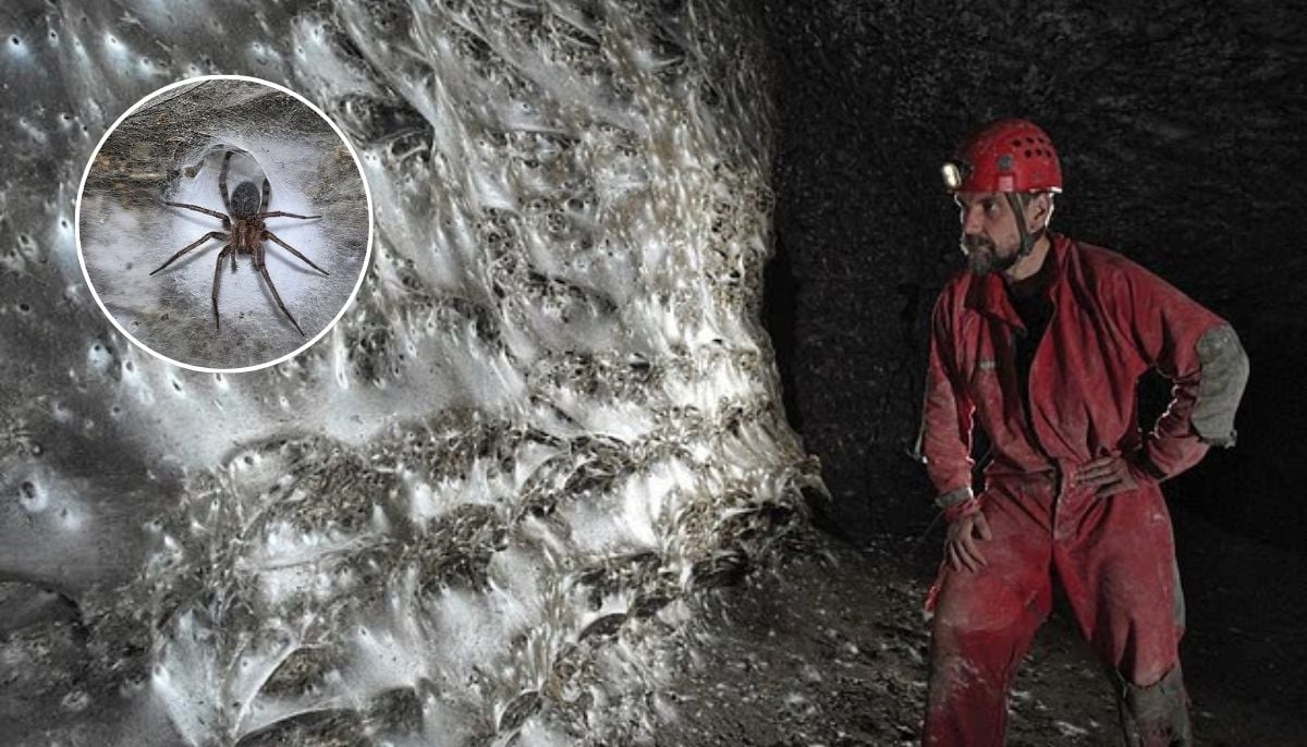 Scientists discover spider mega-city showcasing rare community behavior