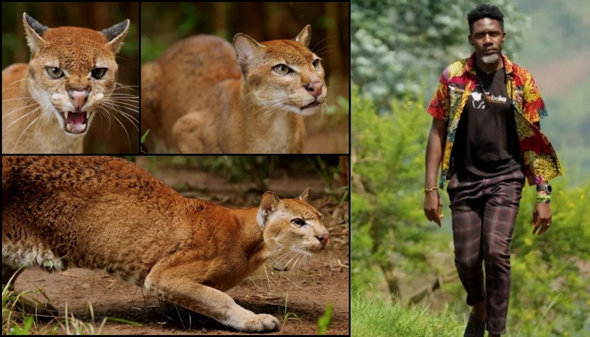 AI and wildlife conservative communities unites to protect golden cat species