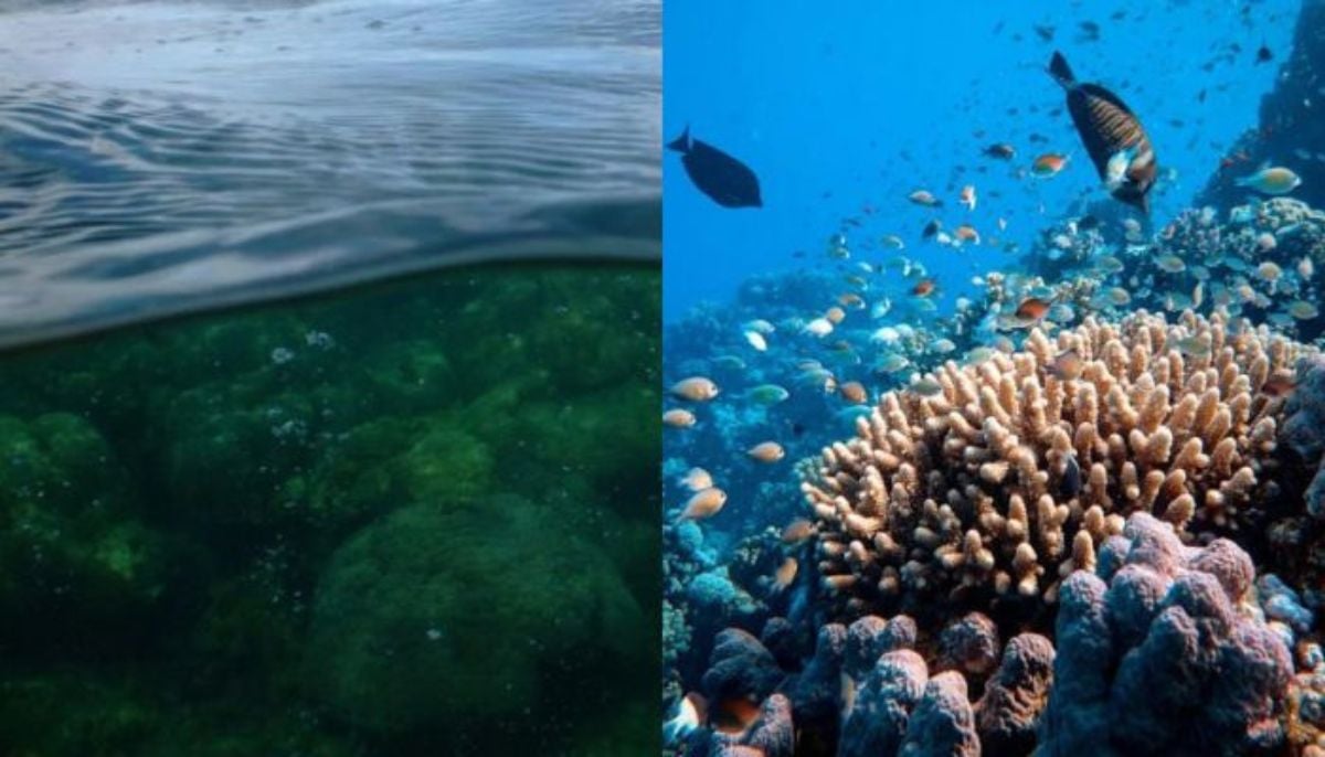 Coral reefs are essential for marine life because they provide food and shelter for aquatic species