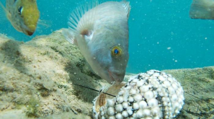 Sea urchin species deadly undersea outbreak could reshape marine ecosystems worldwide