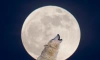 Wolf Moon 2026: Stunning Images Of First Supermoon Dazzling Skies Across The Globe