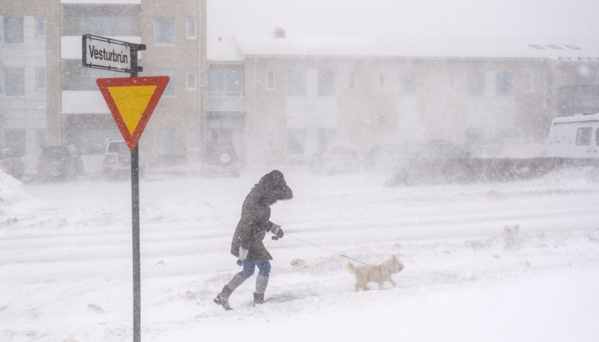 RSPCA advises bringing all animals inside, external and ensuring you have sufficient food, bedding, and fresh water