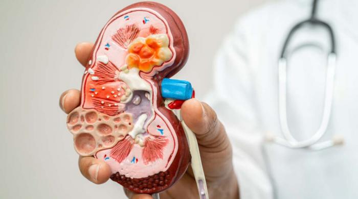 Kidney damage is now reversible: here's where science stands 