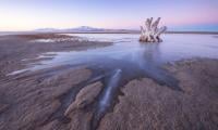 Scientists discovered never-before-seen creature in Great Salt Lake
