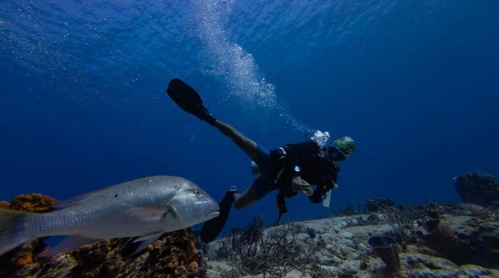 Historic UN biodiversity treaty takes effect today, aiming to protect 30% of high seas by 2030