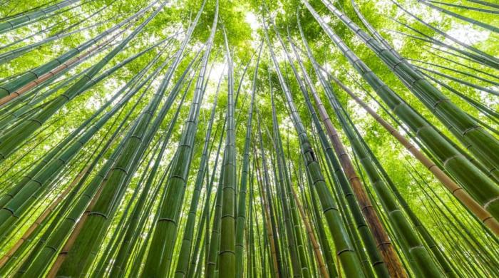 Bamboo: World’s next sustainable ‘superfood’ hiding in plain sight