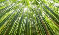 Bamboo: World’s next sustainable ‘superfood’ hiding in plain sight
