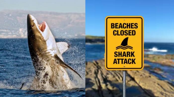 Alarming: Rising shark attacks force Australia to close  beaches