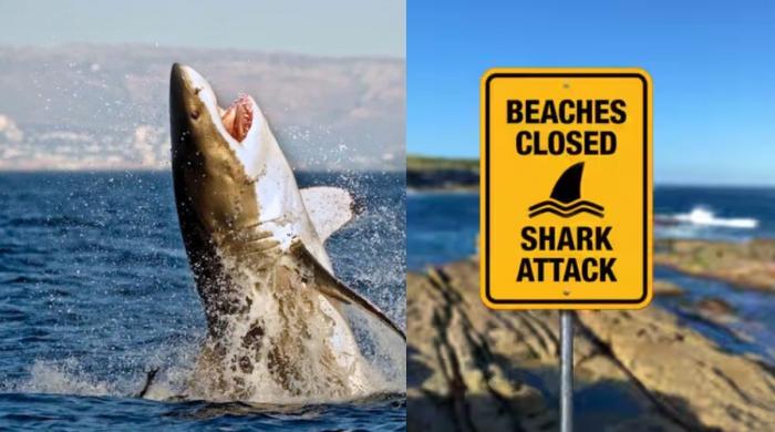 Alarming: Rising shark attacks force Australia to close beaches