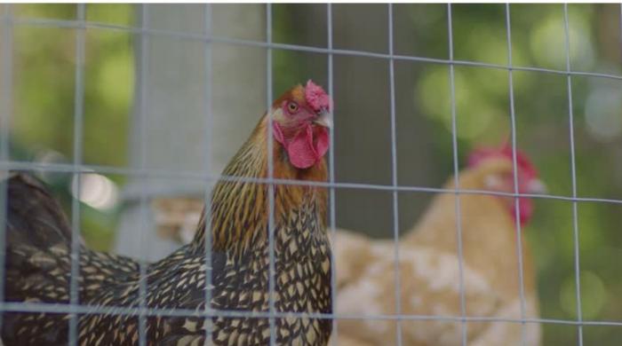 Missouri couple ‘locked sons in chicken pen, shot them’ in shocking abuse case