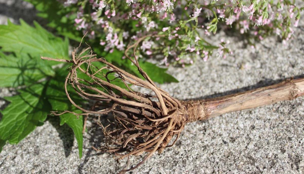 7 سپلیمنٹس جو نیند کو بہتر بنانے میں مدد کرتے ہیں