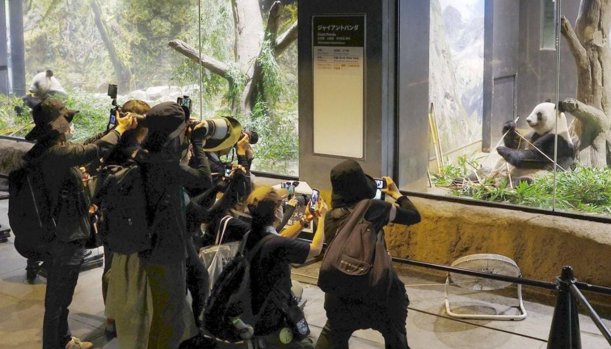 Fans in tears as Japan bids farewell to last two pandas