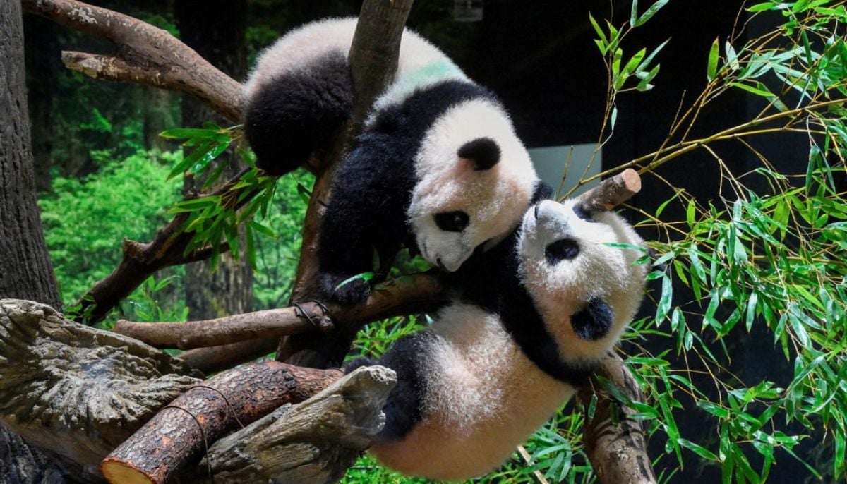 Twin cubs Xiao Xiao and Lei Lei will leave Tokyo’s Ueno Zoo Tuesday January 27,2026 and moved to China after meeting their fans for the last time