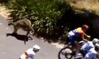 Kangaroo Chaos At Tour Down Under: Multiple Crashes Disrupt Final Stage Of Cycling Race
