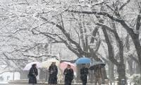Japan: Heavy Snowstorms Threaten Voter Turnout Ahead Of Midwinter Election