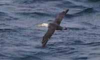 Albatross mystery: Critically endangered bird spotted 4,800km from home 