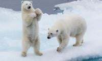 Climate change paradox: Polar bears are getting fatter as Arctic ice disappears