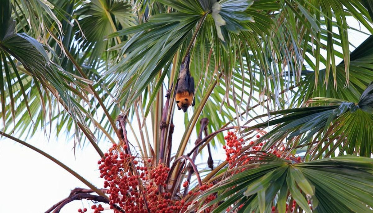 Patients that had recently consumed raw date palm sap, a sweet liquid commonly collected during winter and frequently visited by bats, got infected by the bat virus.