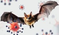 Scientist discovers new ‘bat virus’ infecting humans; but that's not 'Nipah'
