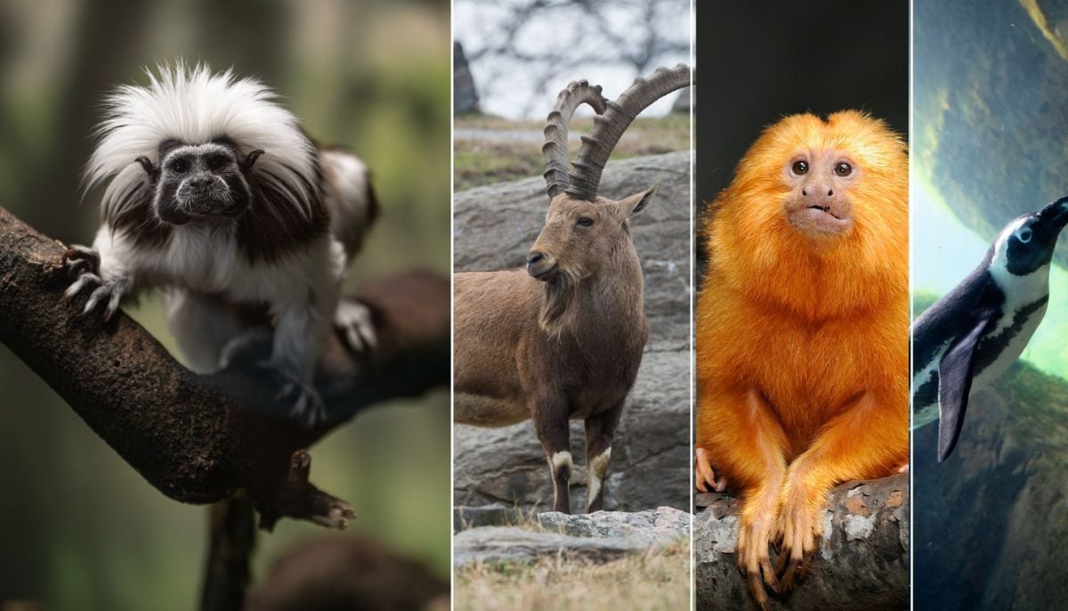 Google’s AI aims to prevent extinction by preserving endangered species’ DNA