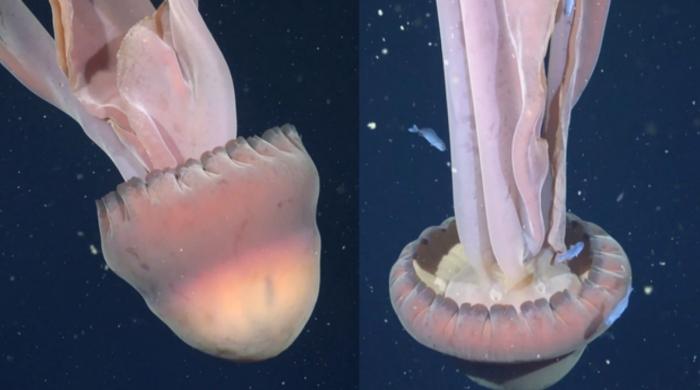 Rare deep-sea discovery: ‘School bus-size’ phantom jellyfish spotted in Argentina