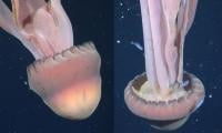 Rare deep-sea discovery: ‘School bus-size’ phantom jellyfish spotted in Argentina