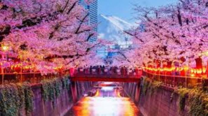 Japan’s cherry blossom festival canceled in Fujiyoshida; Here’s what to know
