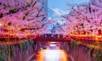Japan’s cherry blossom festival canceled in Fujiyoshida; Here’s what to know