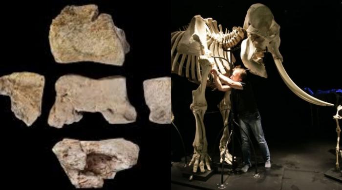 Archaeologists unearthed possible fragments of Hannibal’s war elephant in Spain