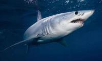 Scientists Stunned As Shark Appears For First Time In Antarctic Southern Ocean Waters