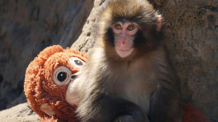 Who is Punch? Here’s everything to know about the viral sensation winning over internet