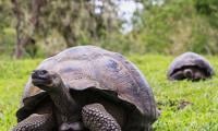Giant Tortoise Reintroduced To Island After Almost 200 Years