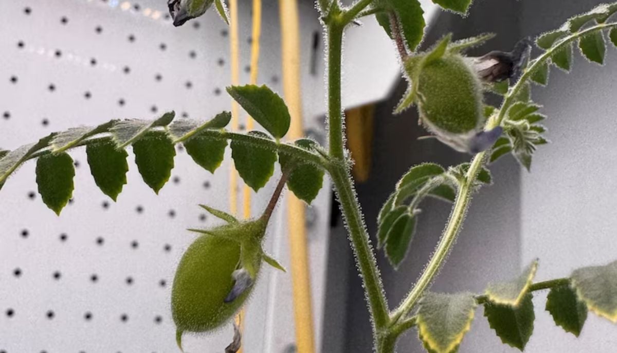 Can humans grow food on Moon? New research says yes