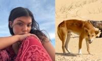 Dingo attack investigation continues after death of Canadian woman in Australia