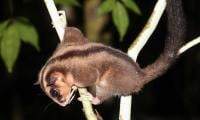 Scientists rediscover ‘extinct’ tiny Possum & Glider in West Papua after 6,000 years