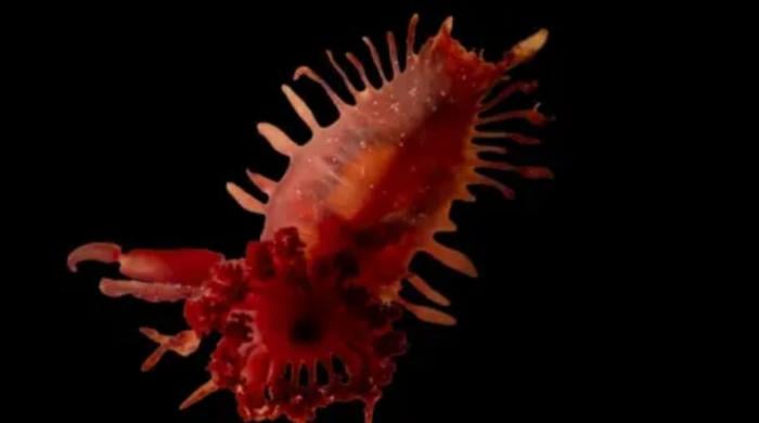 Scientists reveal stunning images of rare deep-sea species & corals off British Caribbean coast