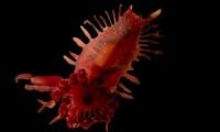 Scientists reveal stunning images of rare deep-sea species & corals off British Caribbean coast