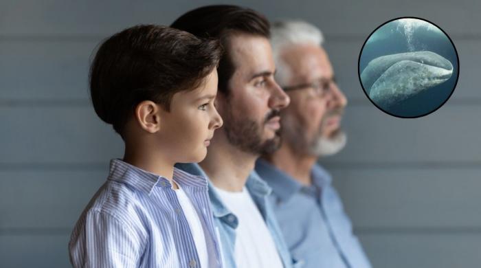 Scientists unlock whale longevity secrets – Could humans live 200 years?