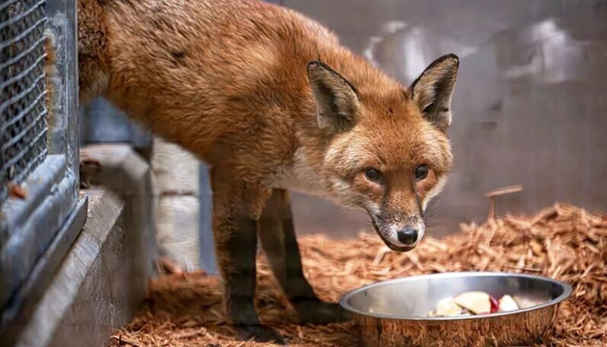 A red fox pulled off an incredible accidental journey of 3000 miles, after sneaking onto a cargo ship leaving Southampton, England and ending up in New York City