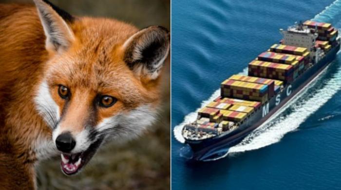 Surprising stowaway: Sly red fox travels from England to US on cargo ship