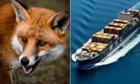 Surprising stowaway: Sly red fox travels from England to US on cargo ship