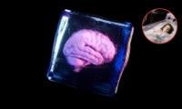 Mouse brain revival experiment sparks cryonics debate: Can humans be brought back to life?