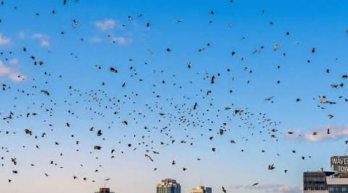 Crow flocks over Israel spark conspiracy theories