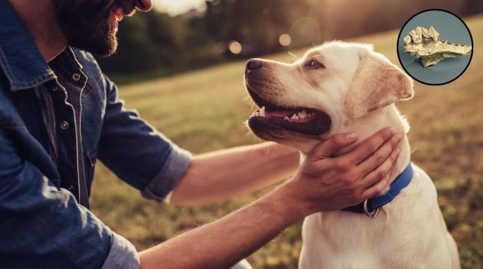 How dogs became man’s best friend 15,800 years ago: New study reveals 