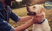How dogs became man’s best friend 15,800 years ago: New study reveals 