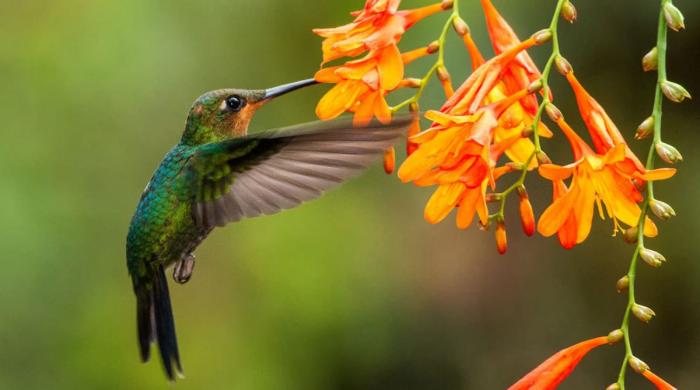 Tiny drunks? Hummingbirds found consuming alcohol in recent study