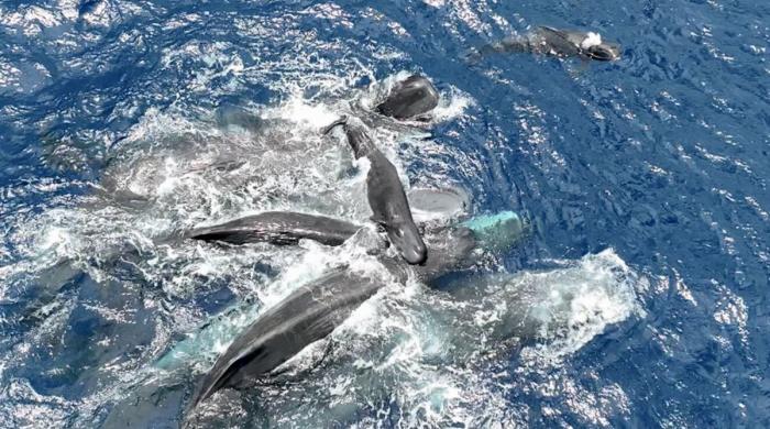 First-of-its-kind video shows sperm whale females assisting birth at sea